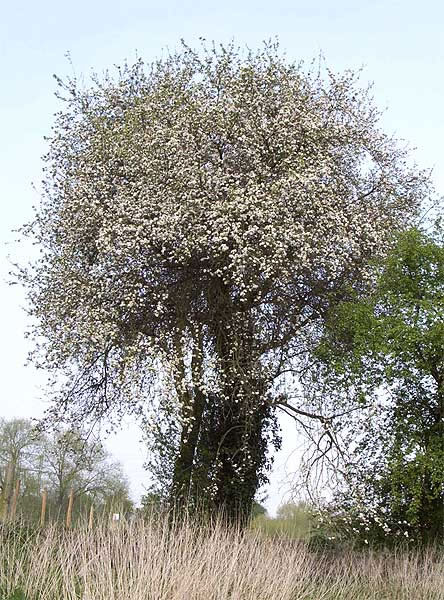 Hawthorn Tree in full bloom at Bangor-on-Dee