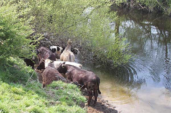 Cattle at the edge of the River Dee Bangor-on-Dee North Wales