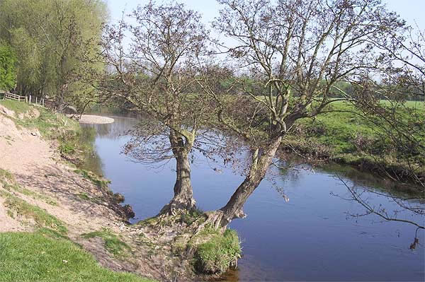 Trees on the banks of the River Dee Bangor-on-Dee North Wales