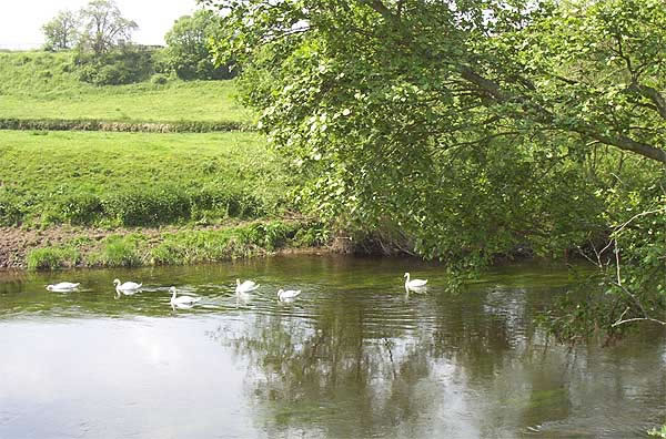 Swans on the River Dee Bangor-on-Dee North Wales
