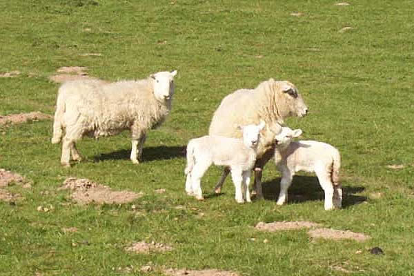 Spring Lambs Bangor-on-Dee North Wales