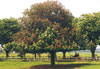 The Old Horse Chestnut Tree Bangor-on-Dee North Wales
